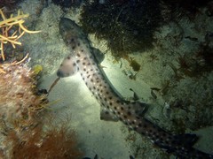 Aulohalaelurus labiosus