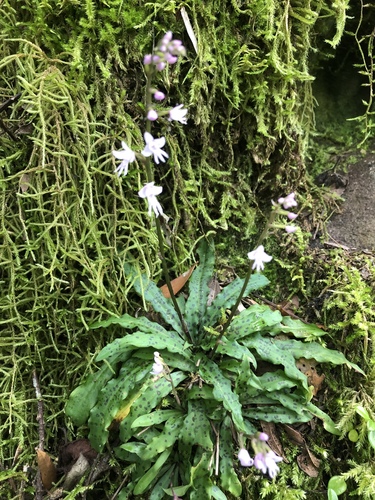 Stenoglottis