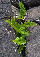 Asplenium decurrens