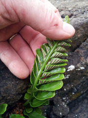 Asplenium decurrens