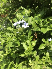 Plumbago auriculata