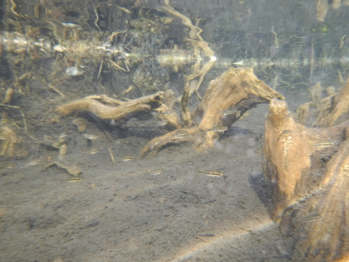 Checkered pupfish (Cualac tessellatus) — Cyprinodontidae