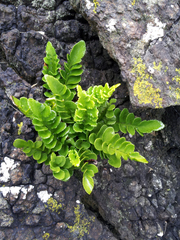 Asplenium decurrens