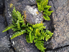Asplenium decurrens