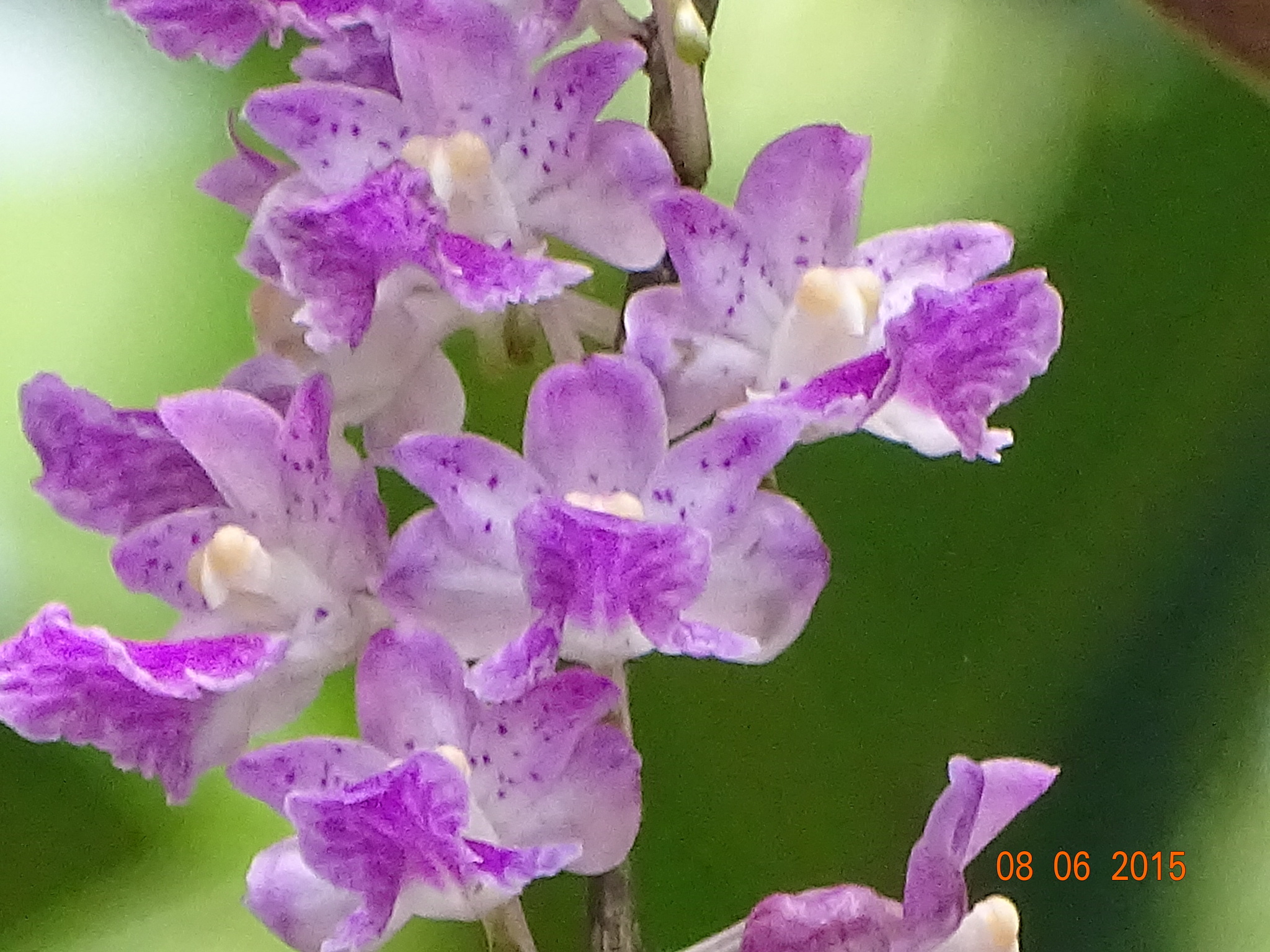 Aerides maculosa Lindl. 3