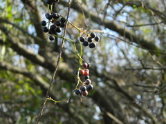 Smilax campestris