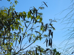 Senegalia bonariensis