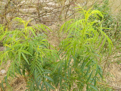 Tagetes minuta