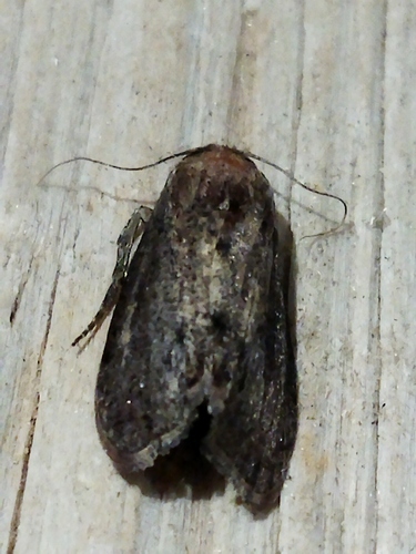 Greater wax moth