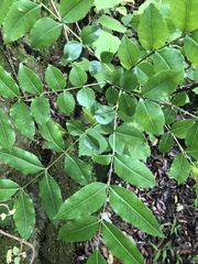 Zanthoxylum davyi