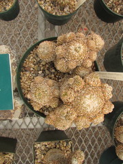 Pelecyphora strobiliformis