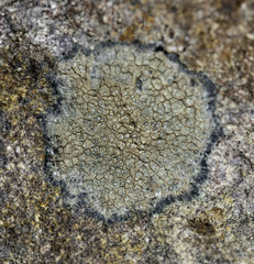 Aspicilia knudsenii