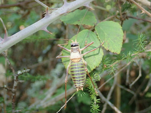 Western Saddle Bush-cricket, 07110 Montréal, France, photo 9 of 10