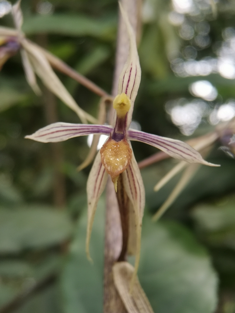 Aphyllorchis caudata (Aphyllorchis caudata)