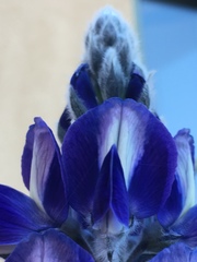 Lupinus pilosus