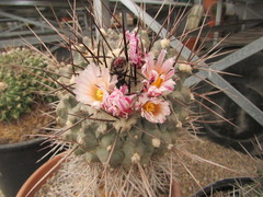 Thelocactus rinconensis rinconensis