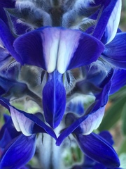 Lupinus pilosus