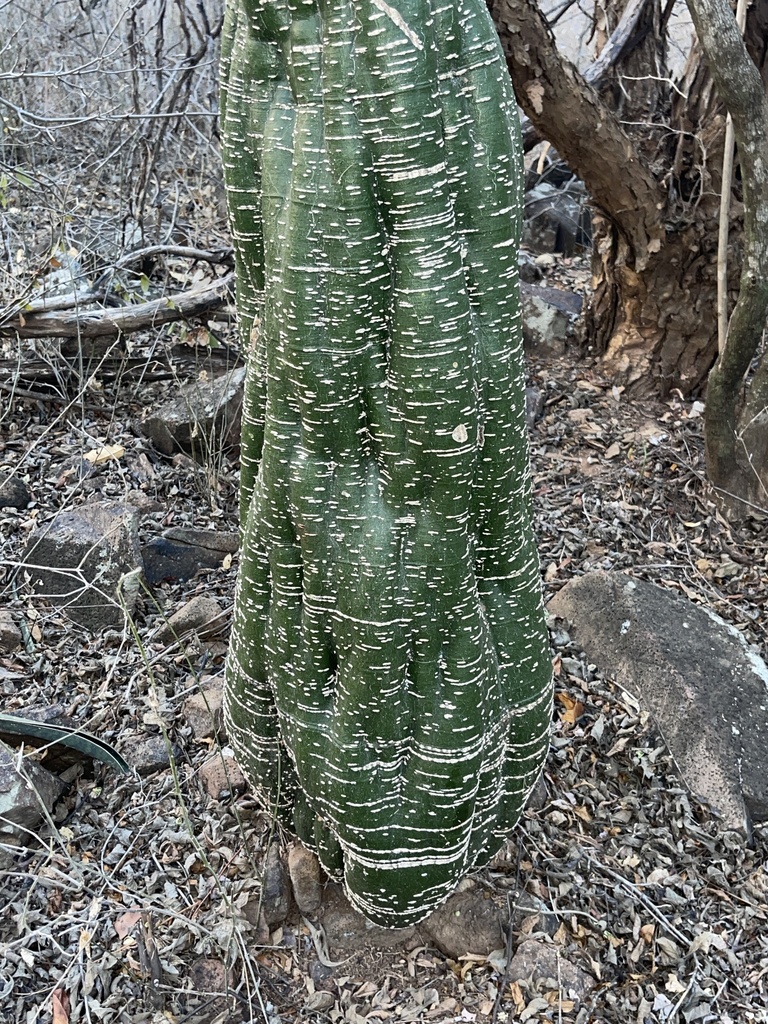 Greenstem