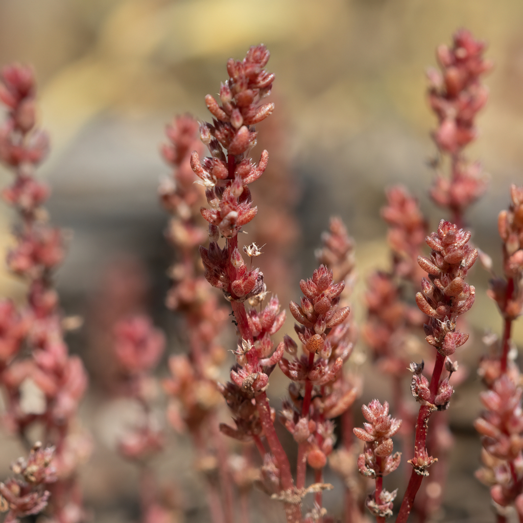 Crassula colligata 2