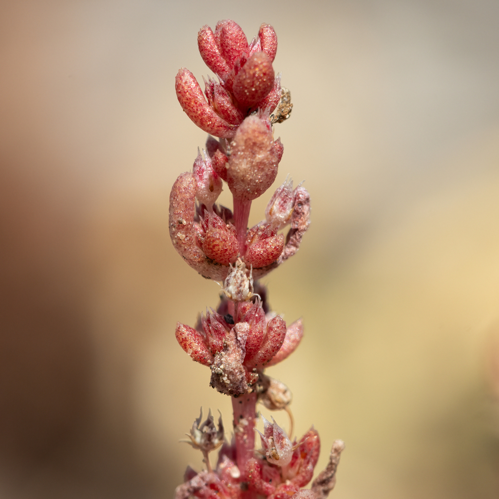 Crassula colligata
