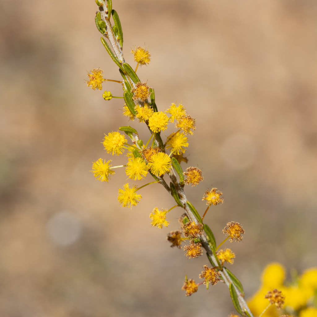 Acacia lineata; photograph (c) Kym Nicolson, some rights reserved (CC BY)
