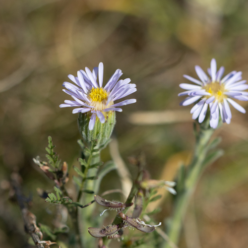 Giant-headed New Holland Daisy (Vittadinia megacephala)