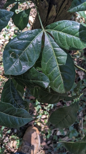 Image of White Euodia (Melicope micrococca) by no rights reserved