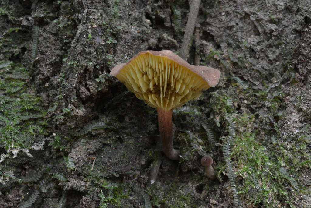 Lactifluus bicolor