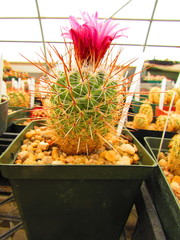 Thelocactus macdowellii
