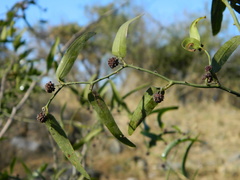 Smilax campestris