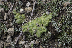 Ricciaceae