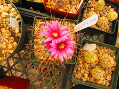 Thelocactus macdowellii