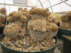 Pelecyphora strobiliformis