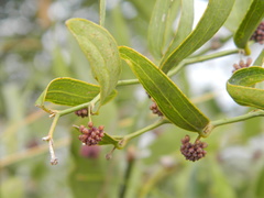 Smilax campestris