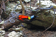 Wilson's Bird-Of-Paradise photo 3