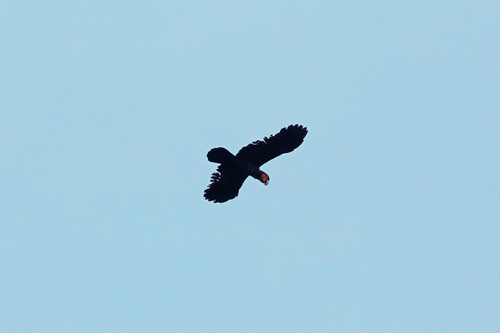 Probosciger aterrimus