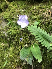 Streptocarpus caeruleus
