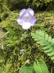 Streptocarpus caeruleus