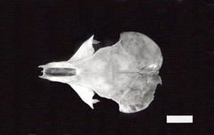 Dipodomys spectabilis spectabilis