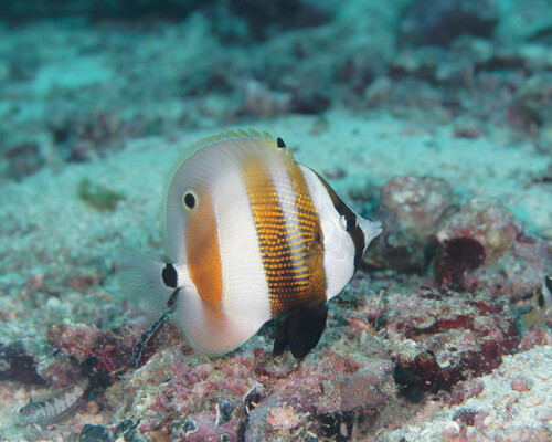 Butterflyfish (Coradion chrysozonus) — Chaetodontidae — 3