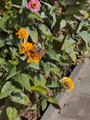 Painted Lady