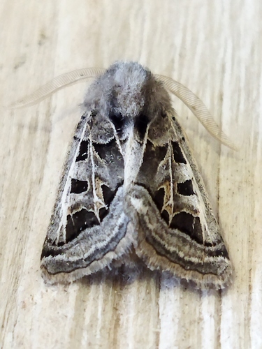 Episema glaucina