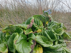 Myosotidium hortensia, photograph John Barkla, CC BY, iNaturalist via GBIF