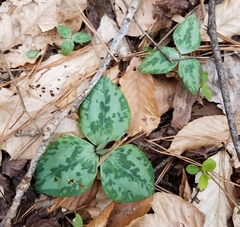 Trillium decumbens