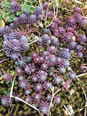 Sedum
