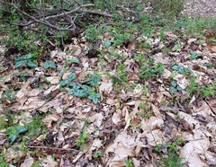 Trillium decumbens
