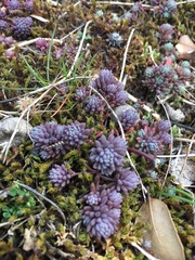Sedum