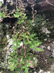 Selaginella caffrorum