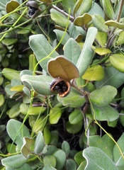 Pittosporum serpentinum