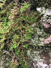 Selaginella caffrorum